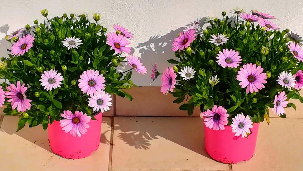 Apartamento Jazmin 49 Centro - Adults Recommended Nerja Exterior photo
